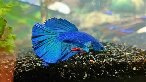 sick betta fish|15 Common Betta Fish Diseases: Prevention and Treatment.